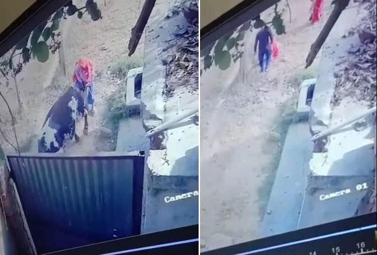 कैमरे में कैद घटना : हरियाणा में घर लौट रही बुजुर्ग महिला पर सांड ने बोला हमला, पटक कर ले ली जान