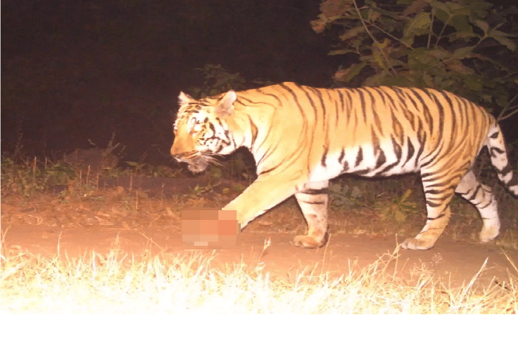 Harimau Mencapai Daerah Pesisir Gomti – Hardoi