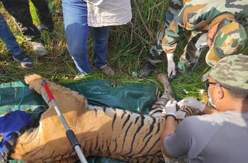 गूलरभोज में बाघिन को रेस्क्यू करते वनकर्मी। गूलरभोज में बाघिन को रेस्क्यू करते वनकर्मी।