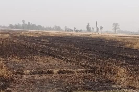 टीमा के नौसर गांव में आग लगने से जली गेहूं की फसल। टीमा के नौसर गांव में आग लगने से जली गेहूं की फसल।