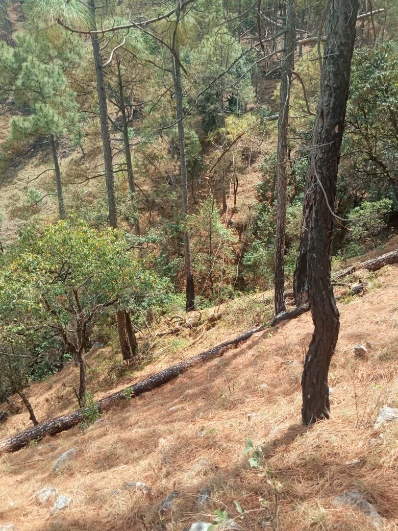 बागेश्वर में पेड़ गिरने से क्षतिग्रस्त बिजली की लाइन। संवाद न्यूज एजेंसी