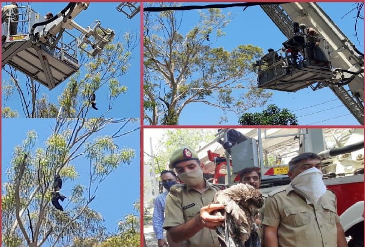 दमकल विभाग ने पेड़ में फंसे पक्षी को बचाया