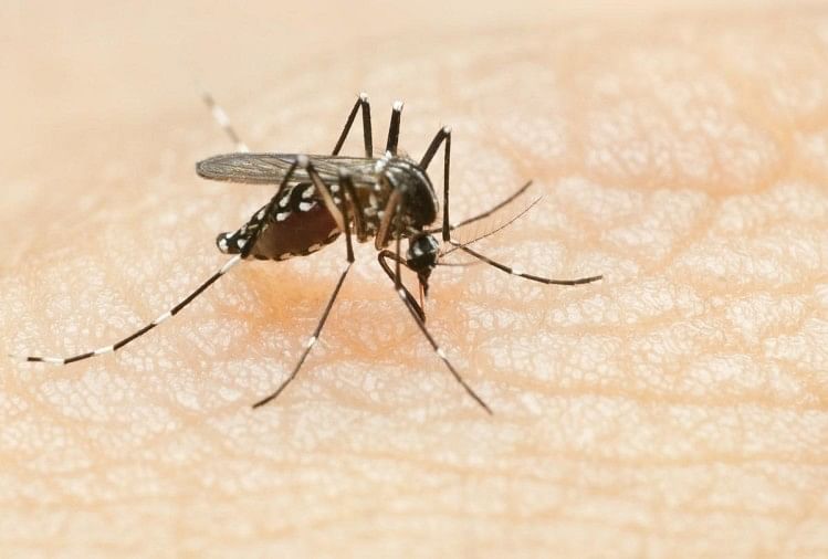 हरियाणा में डेंगू से बिगड़ रहे हालात: अस्पतालों में कम पड़ने लगे बेड, 4241 कुल मामले, फतेहाबाद सर्वाधिक प्रभावित