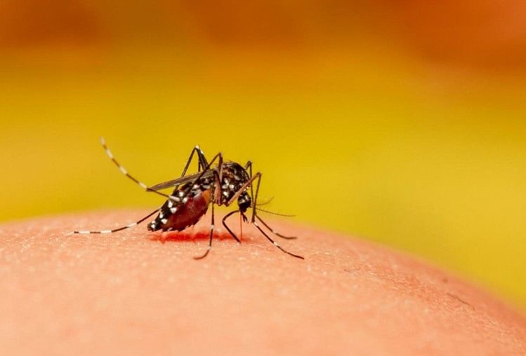 कोरोना संक्रमण के बढ़ते मामलों के बीच डेंगू बुखार की दस्तक