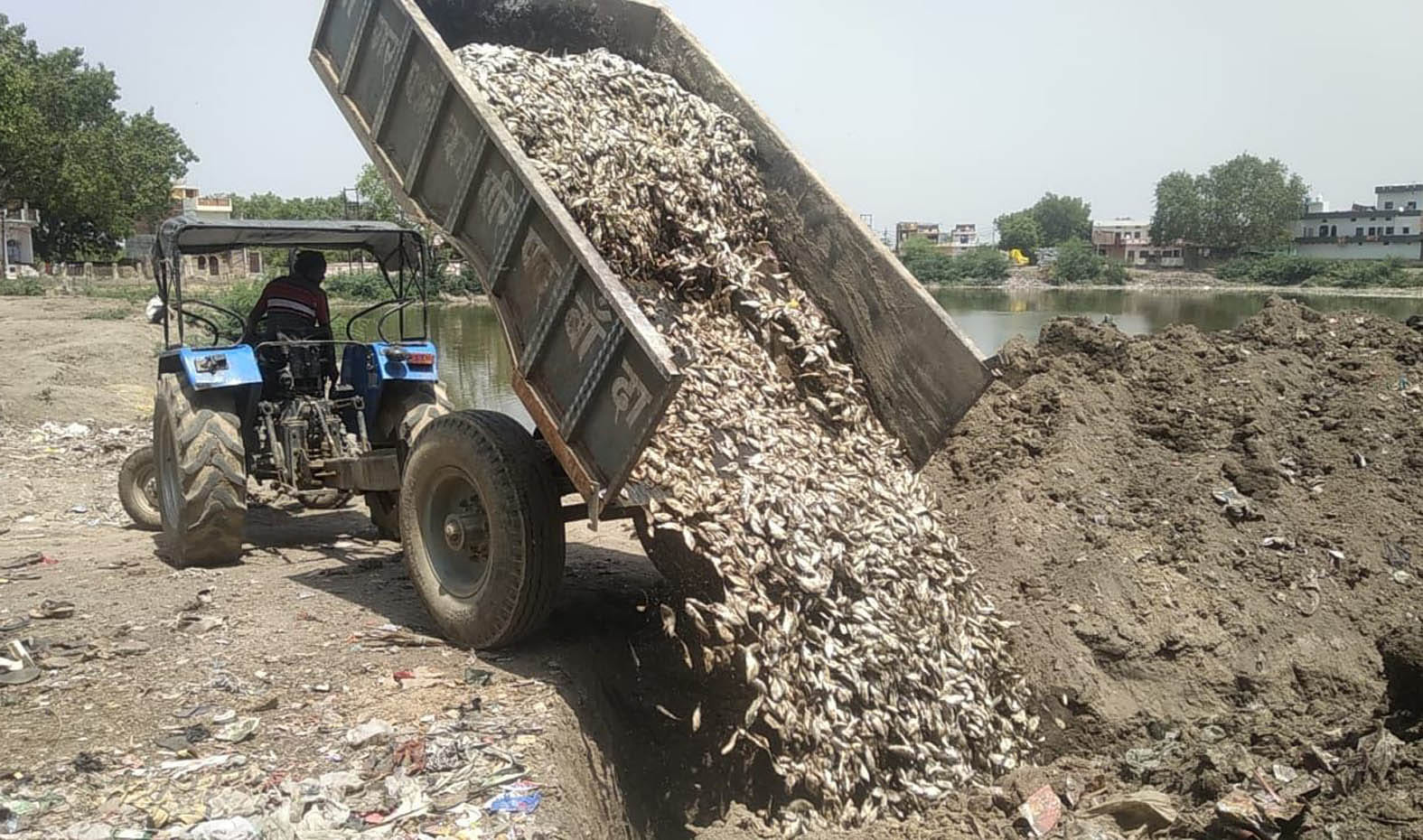 Thousands of fish died in Chhabi pond Thousands of fish died in Chhabi pond