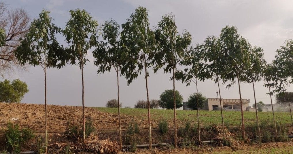  वन विभाग द्वारा पिछले साल किसानों के खेतों में लगाए गए सफेदे के पेड़। संवाद