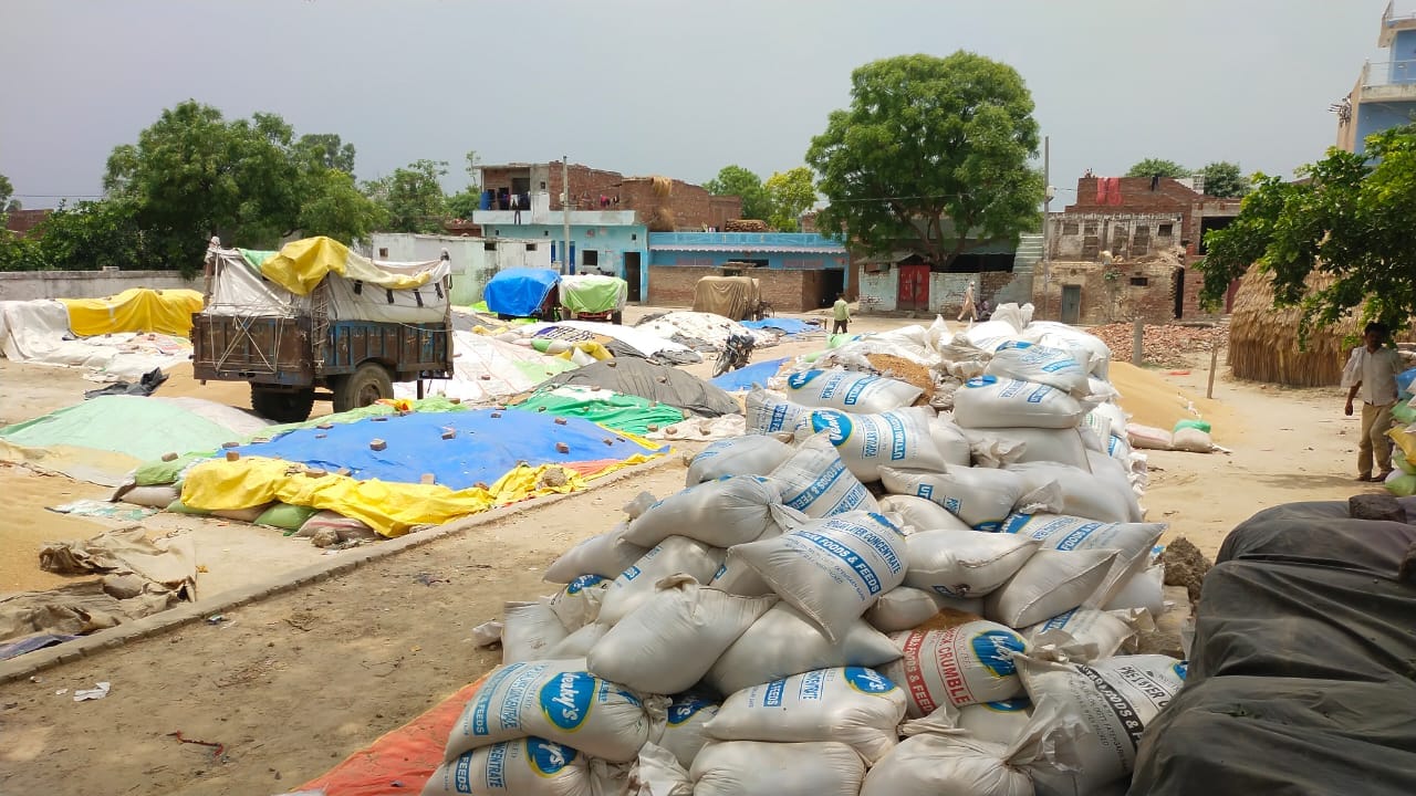 ककरावली स्थित क्रय केंद्र पर तौल के लिए पड़ा गेहूं।संवाद ककरावली स्थित क्रय केंद्र पर तौल के लिए पड़ा गेहूं।संवाद