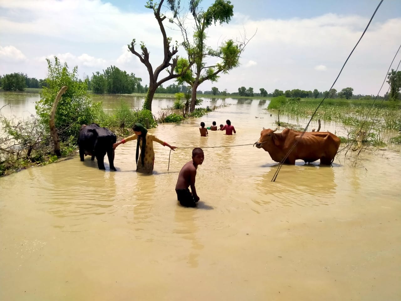 छाछरी मोड़ क्षेत्र के गांव सलेम में गंगा के पानी से जलमग्न हुई फसल छाछरी मोड़ क्षेत्र के गांव सलेम में गंगा के पानी से जलमग्न हुई फसल
