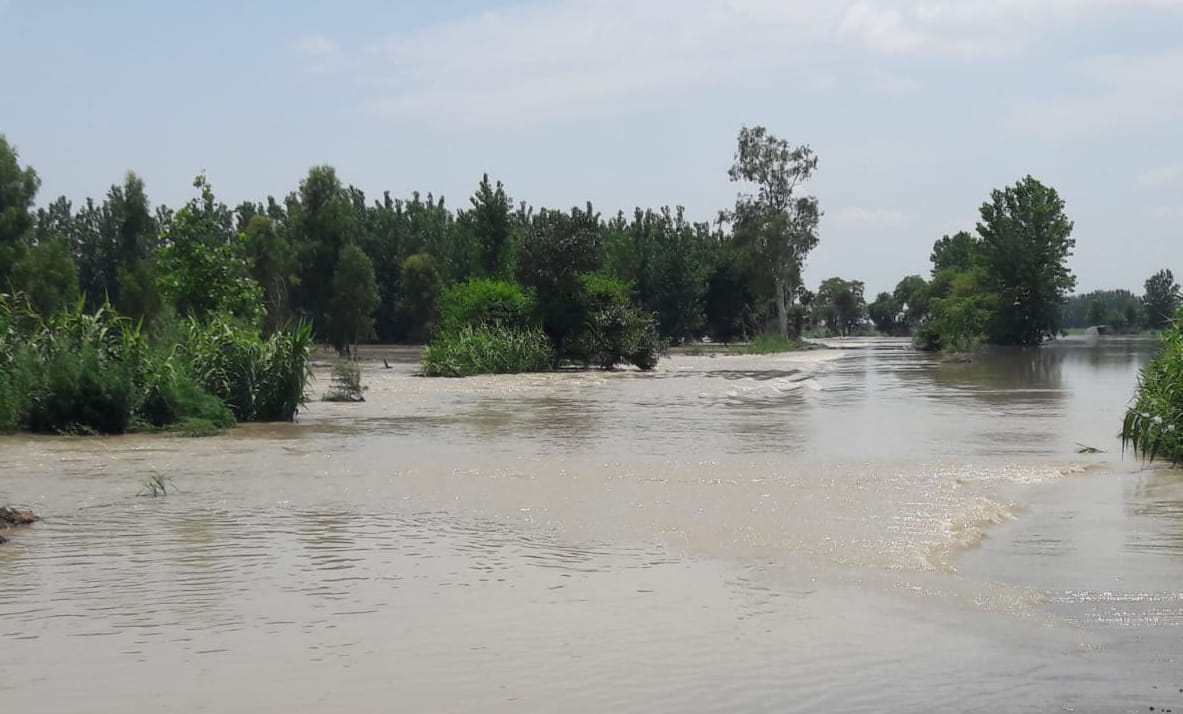 चांदपुर जलीलपुर खादर क्षेत्र में गंगा का जल स्तर बढ़ने से खेतों में भरा गंगा का पानी।