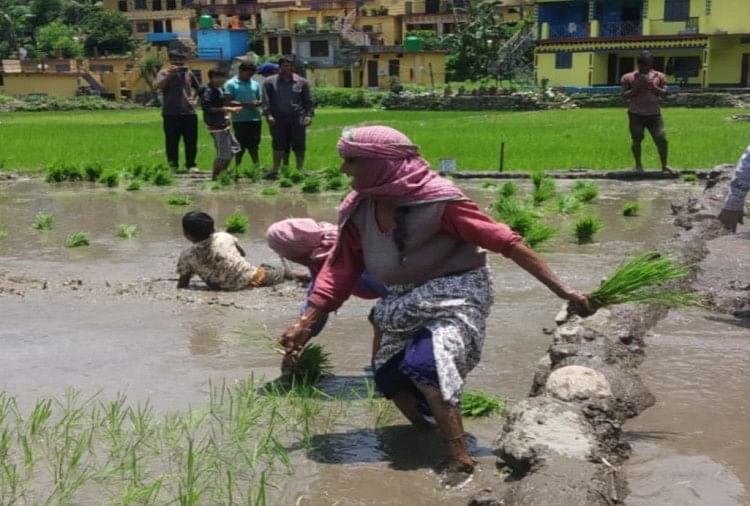 धान की रोपाई को ग्रामीणों ने खास बनाया