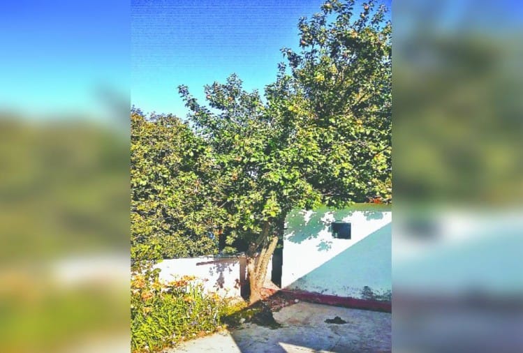 Uttarakhand News: Soldiers Deployed Outside Dig Bunglow To Protect Apple Tree - उत्तराखंड: डीआईजी बंगले के बाहर सेब के पेड़ की सुरक्षा के लिए तैनात किए सिपाही, पढ़ें क्या है पूरा मामला - Vimarsana News