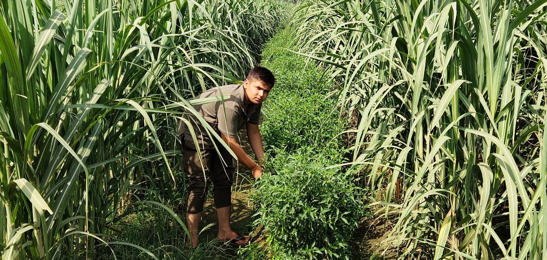 मिर्च तोड़ता किसान हर्ष मिर्च तोड़ता किसान हर्ष