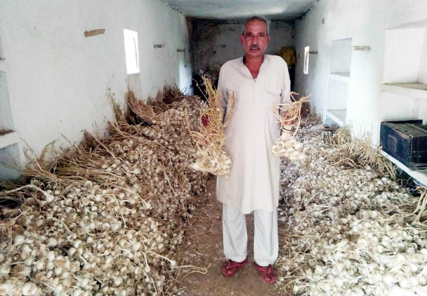 पत्योरा गांव में लहसुन की फसल दिखाते किसान ब्रजराज सिंह।