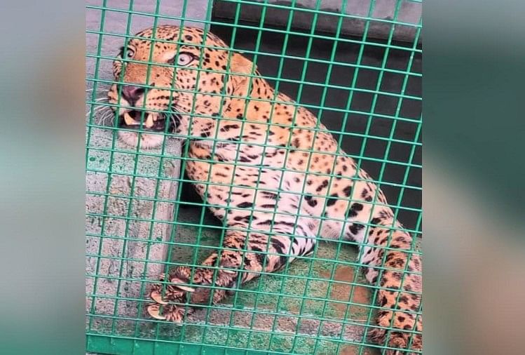 Kandang Lain Disiapkan Untuk Macan Tutul Di Kushinagar