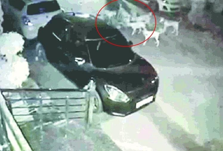 Stray Dogs Killed A Person In Gurdaspur Of Punjab - कुत्तों का आतंक: गुरदासपुर में व्यक्ति को नोच-नोचकर मार डाला, घटना सीसीटीवी में कैद, दहशत में इलाके के लोग - Vimarsana News