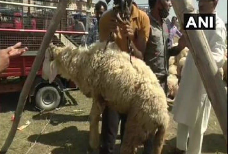 Sheep Sales Go Down In Srinagar Ahead Of Bakra Eid As People Face Hardships Due To Covid-19 - जम्मू-कश्मीर: बकरीद पर कोरोना का असर, श्रीनगर में भेड़ों की बिक्री कम - Vimarsana News