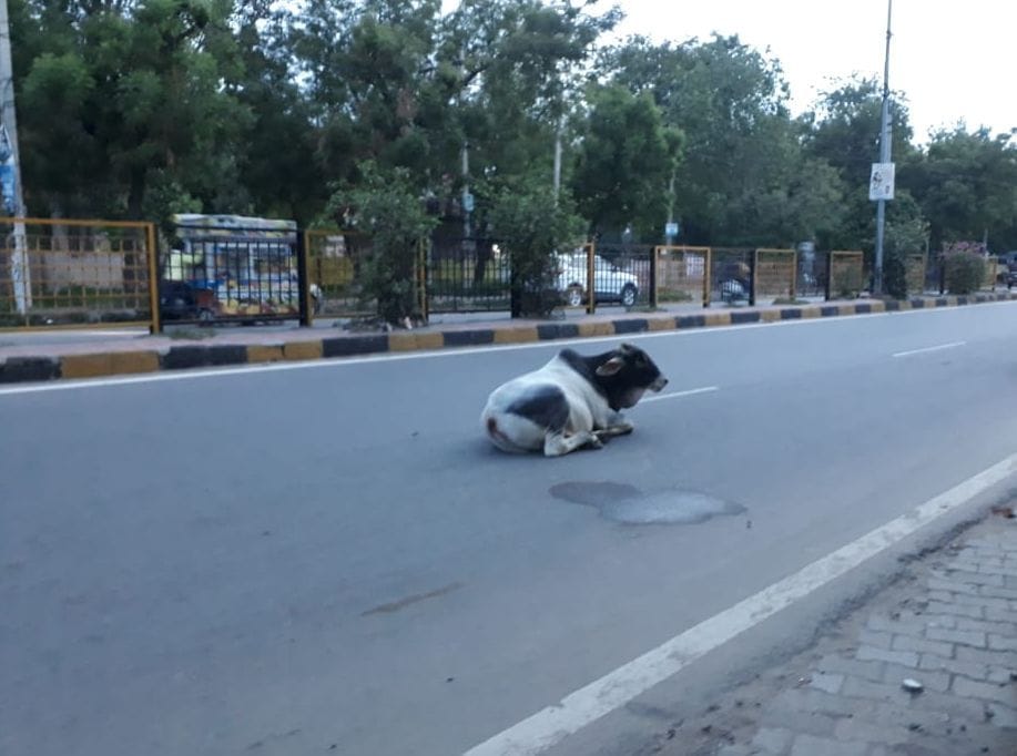 पुराने बस स्टैंड के पास रोड पर बैठा सांड।