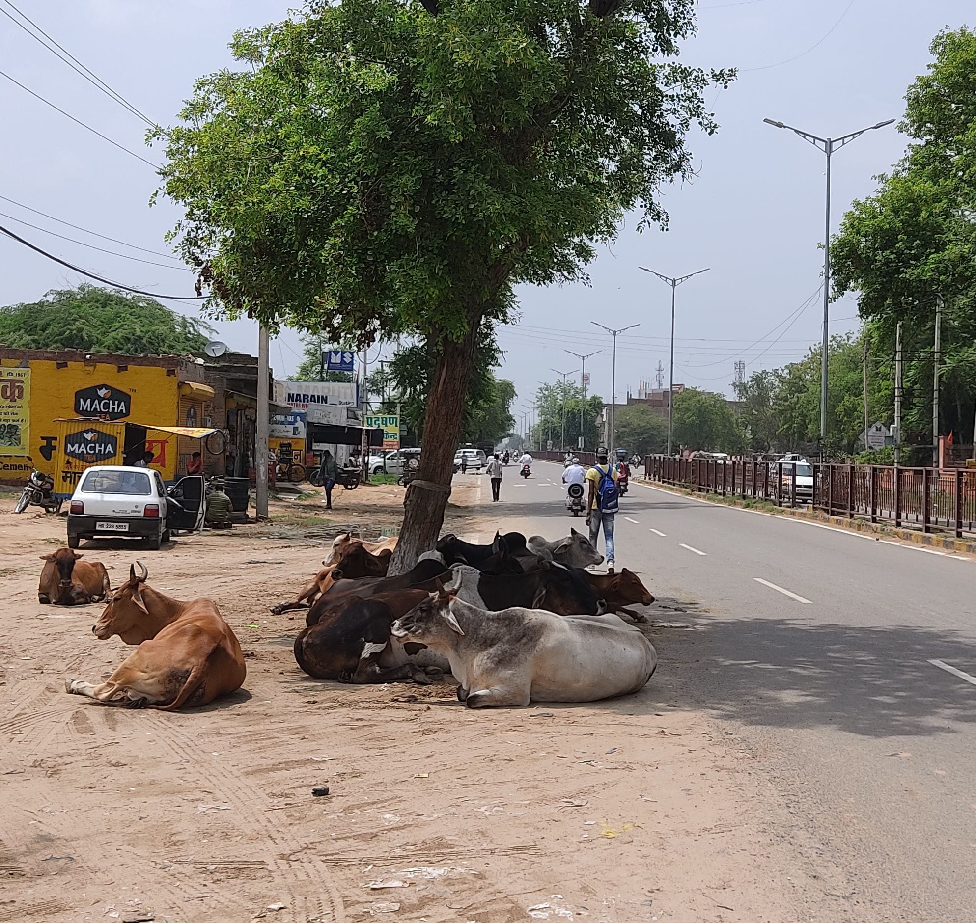 एक्सिस बैंक के सामने बैठी गायें।