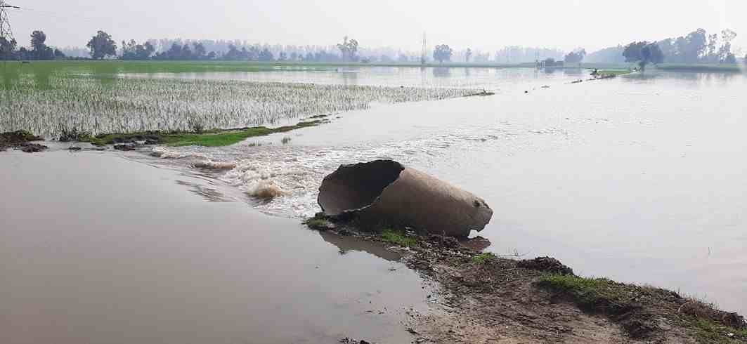 रिटोली में ड्रेन ओवरफ्लों होने से डूबी धान की फसल। 