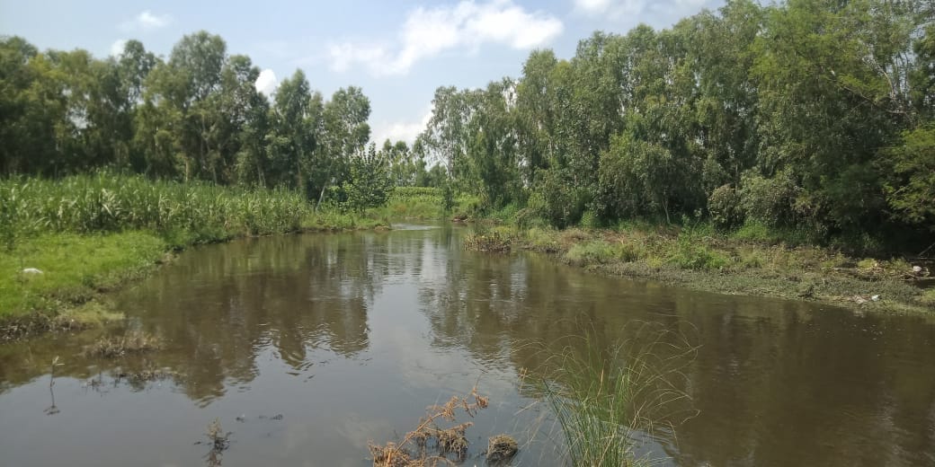 गांव महेशपुर में प्रदुषित हुआ हिंडन का पानी गांव महेशपुर में प्रदुषित हुआ हिंडन का पानी