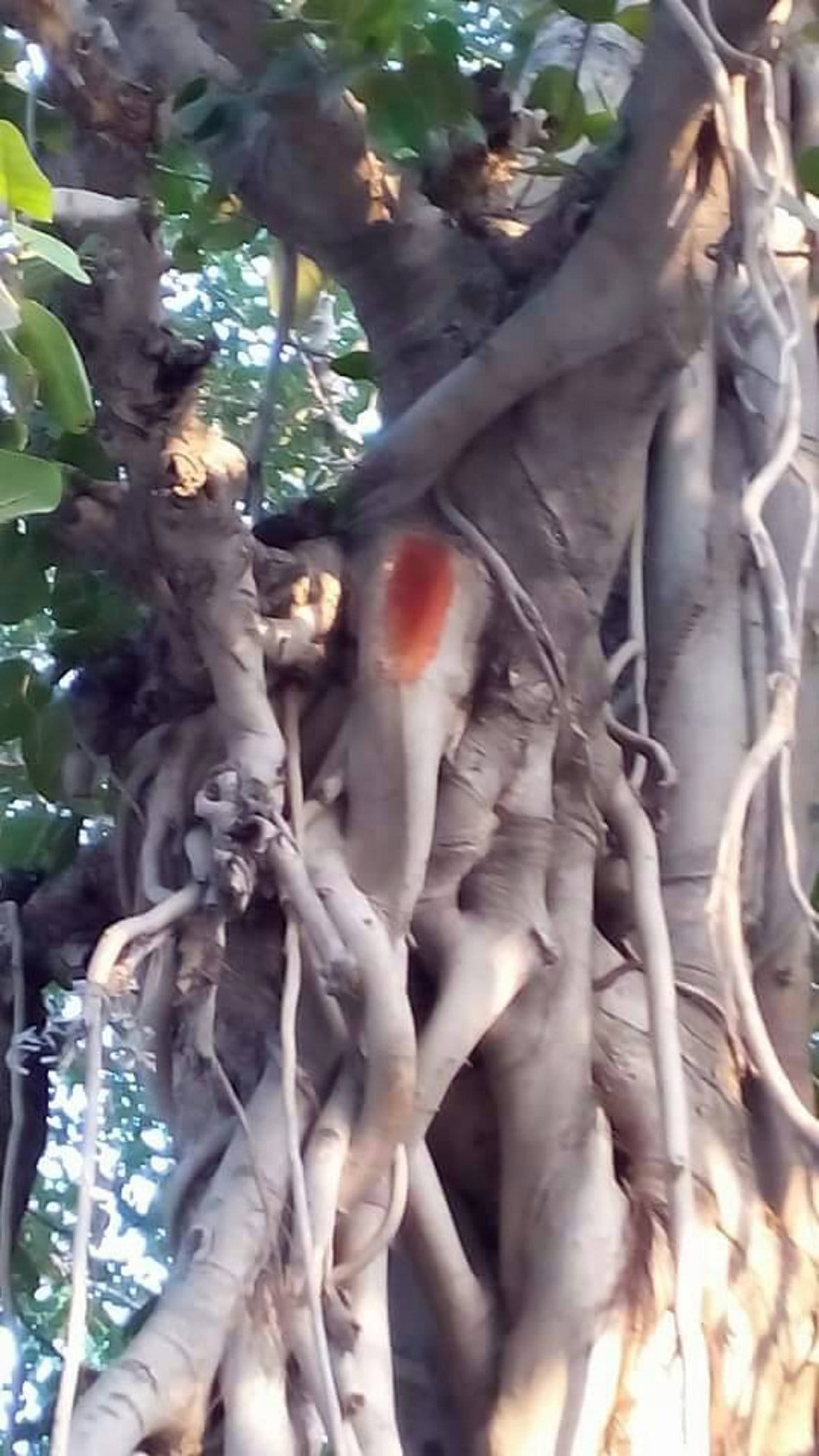 खट्टाप्रहलादपुर गांव स्थित महेश मंदिर में वट वृक्ष पर भगवान गणेश की आकृति खट्टाप्रहलादपुर गांव स्थित महेश मंदिर में वट वृक्ष पर भगवान गणेश की आकृति