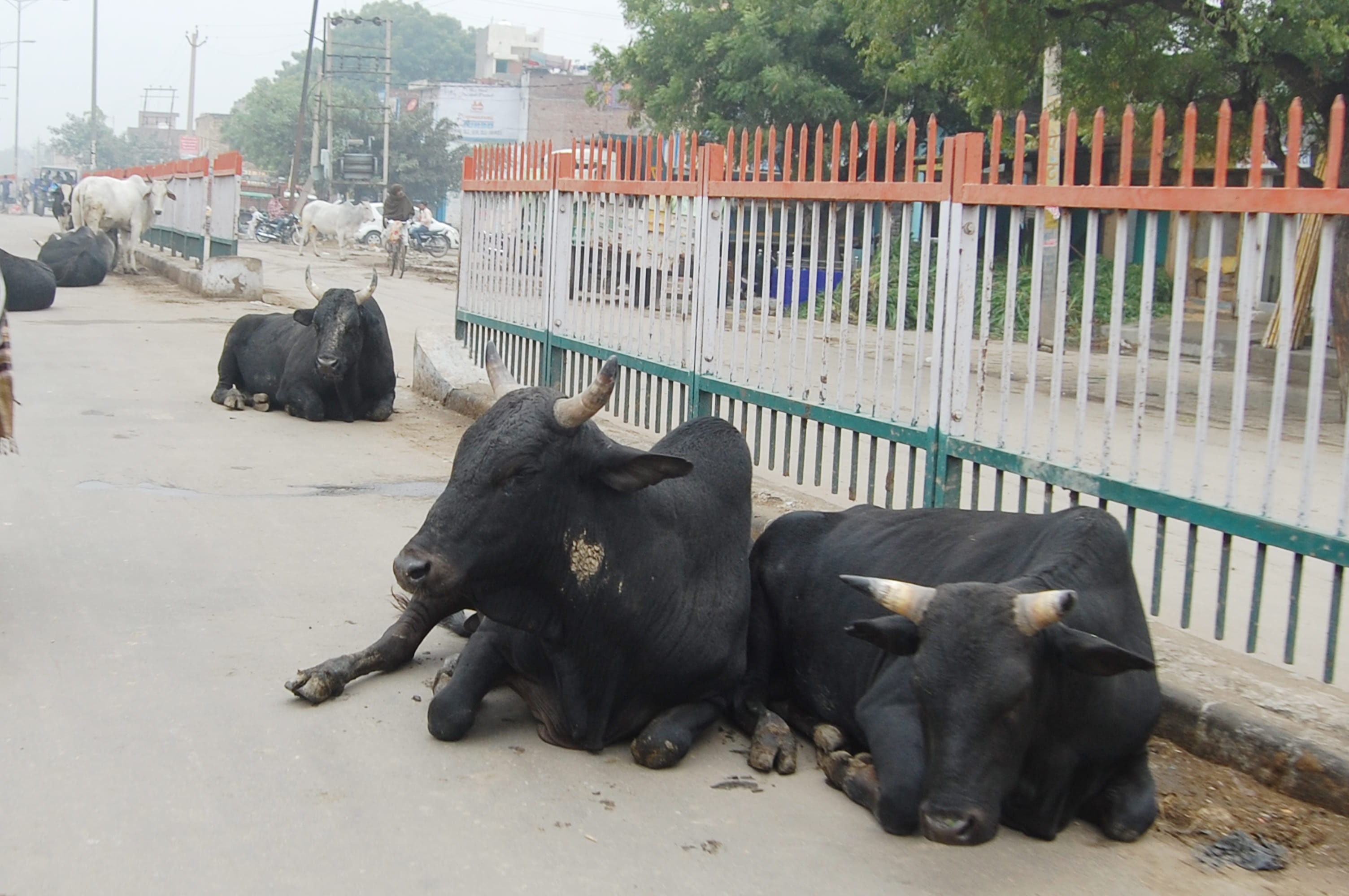 49-कैथल। शहर में न्यू करनाल रोड पर बैठे हुए बेसहारा पशु। 49-कैथल। शहर में न्यू करनाल रोड पर बैठे हुए बेसहारा पशु।