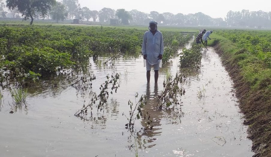 बुडायन गांव में बारिश से खराब हुई कपास की फसल को दिखाता किसान दलबीर। संवाद बुडायन गांव में बारिश से खराब हुई कपास की फसल को दिखाता किसान दलबीर। संवाद