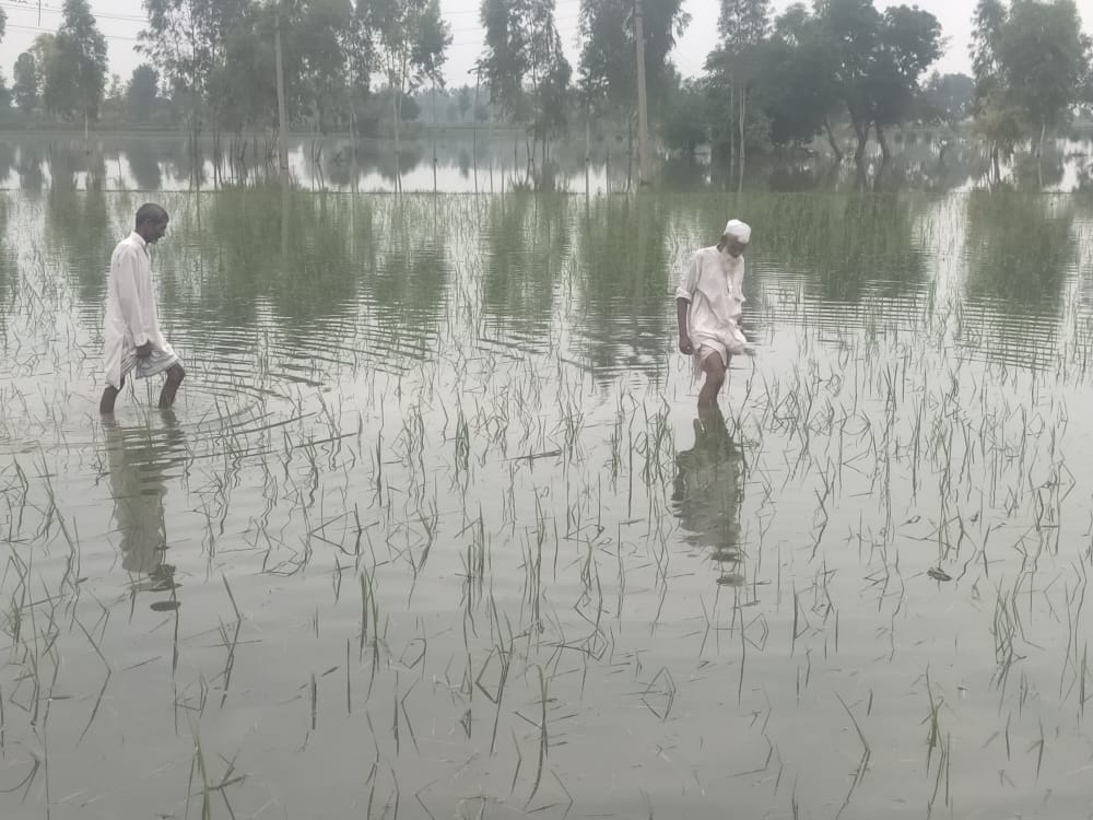 कैराना के बसेड़ा में धान की फसल में भरा बरसात का पानी।