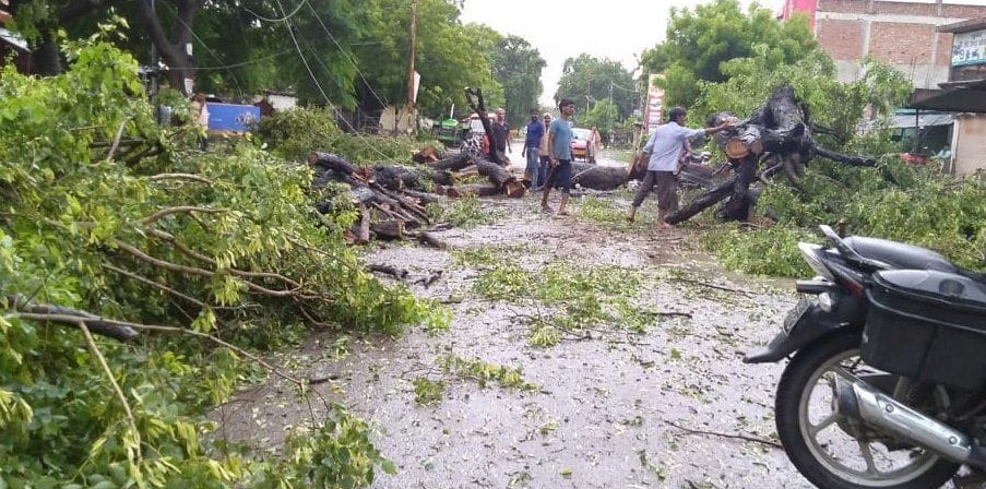 मीरा भवन के समीप लालगंज रोड पर सगरा गांव में मुख्य मार्ग पर तेज बारिश व हवा से गिरे पेड़ को हटाते व? मीरा भवन के समीप लालगंज रोड पर सगरा गांव में मुख्य मार्ग पर तेज बारिश व हवा से गिरे पेड़ को हटाते व?