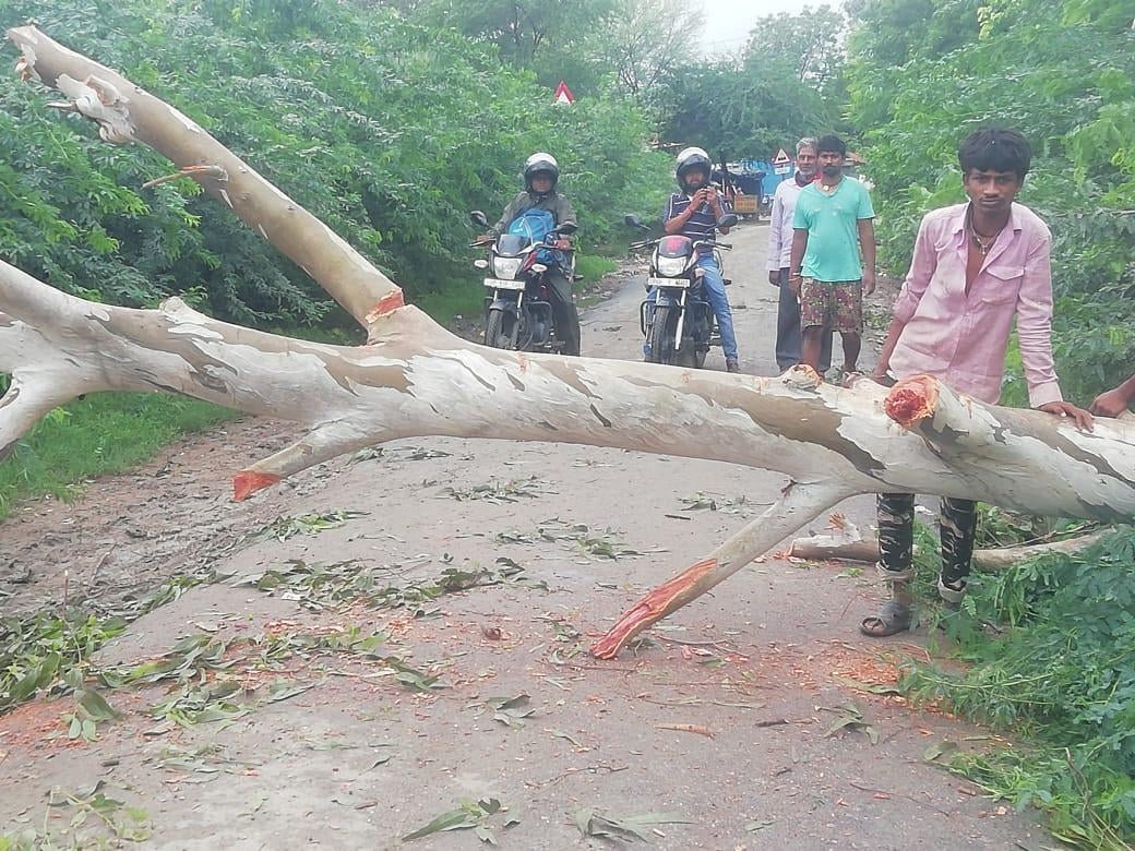 आटा इटौरा मार्ग पर आंधी बारिश से गिरा पेड़ यातायात बाधित आटा इटौरा मार्ग पर आंधी बारिश से गिरा पेड़ यातायात बाधित