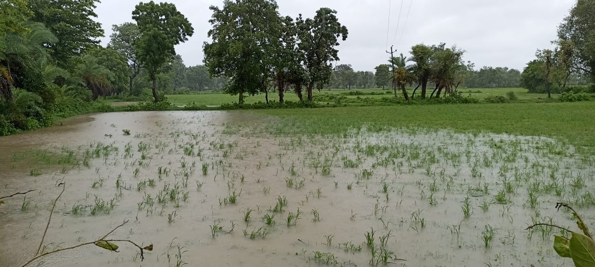 ग्राम कारीटोरन में खेतों में भरा बारिश का पानी ग्राम कारीटोरन में खेतों में भरा बारिश का पानी
