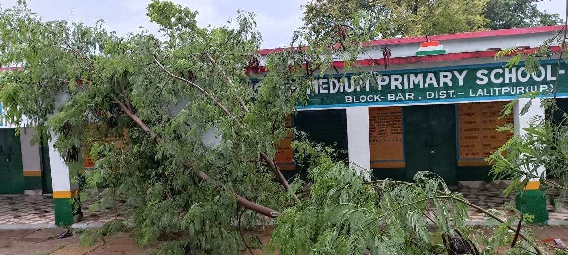 इंग्लिश मीडियम प्राथमिक विद्यालय कारीटोरन में गिरा पेड़ इंग्लिश मीडियम प्राथमिक विद्यालय कारीटोरन में गिरा पेड़