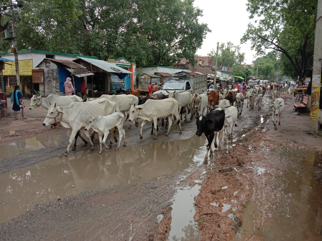 नरही क्षेत्र के गंगा नदी के बाढ़ के पानी अधिक होने के चलते सुरक्षित स्थान पर अपने पशुओं को ले जाते नरही क्षेत्र के गंगा नदी के बाढ़ के पानी अधिक होने के चलते सुरक्षित स्थान पर अपने पशुओं को ले जाते