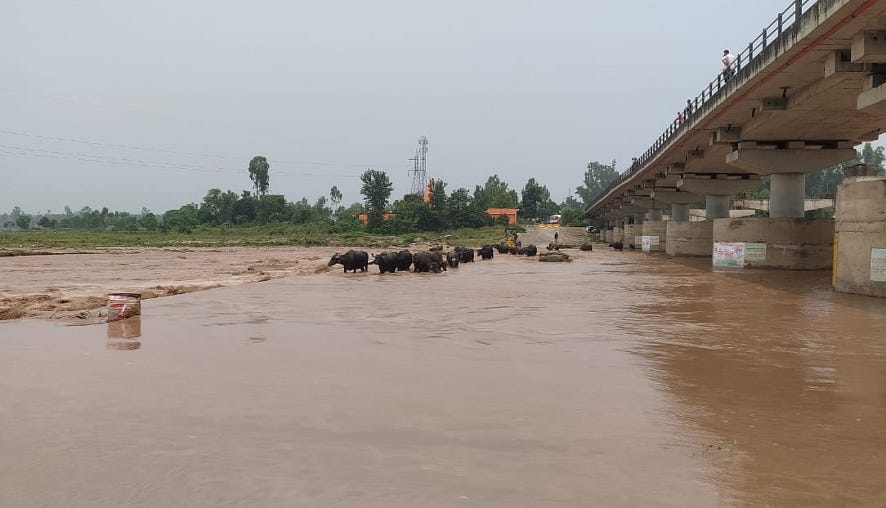 भागूवाला में कोटावाली नदी का बढ़ा जलस्तर। भागूवाला में कोटावाली नदी का बढ़ा जलस्तर।