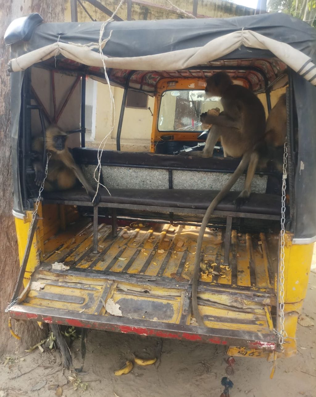 अलापुर थाने में खड़े ऑटो में बैठे बरामद लंगूर। संवाद
