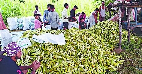 मितौली क्षेत्र में दो रुपये किलो बिक रहा खीरा चपरतला में लगा खीरे का ढेर।