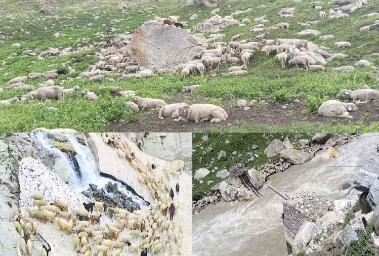 हिमंखड गिरने से पार्वती घाटी में फंसीं 15 हजार भेड़-बकरियां
