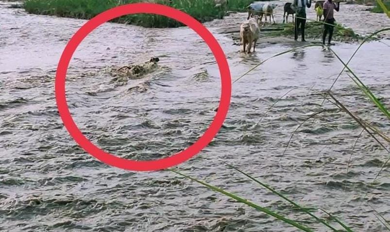 नागादेवी नदी में पानी की जलधारा के बीच फंसा मवेशी नागादेवी नदी में पानी की जलधारा के बीच फंसा मवेशी