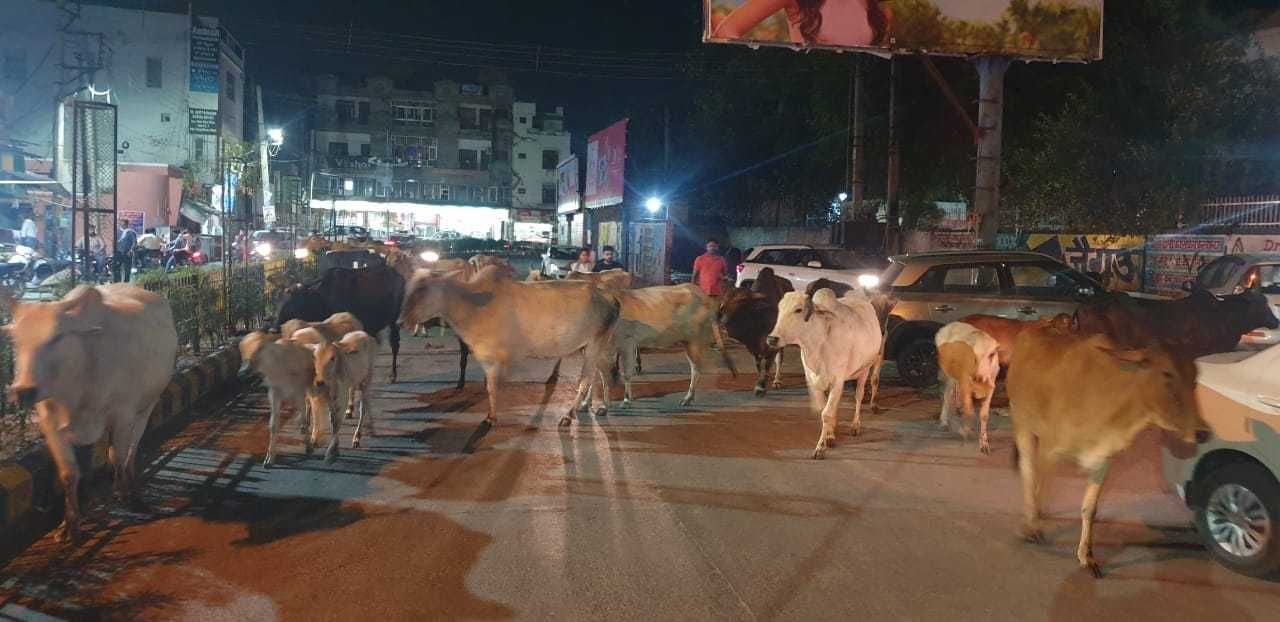 शहर में एकत्र आवारा पशु।