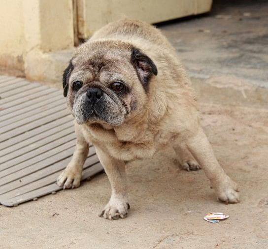 Jhansi People Are Very Fond Of Expensive Dogs - महंगे कुत्तों के काफी शौकीन  हैं झांसी वाले - Jhansi News