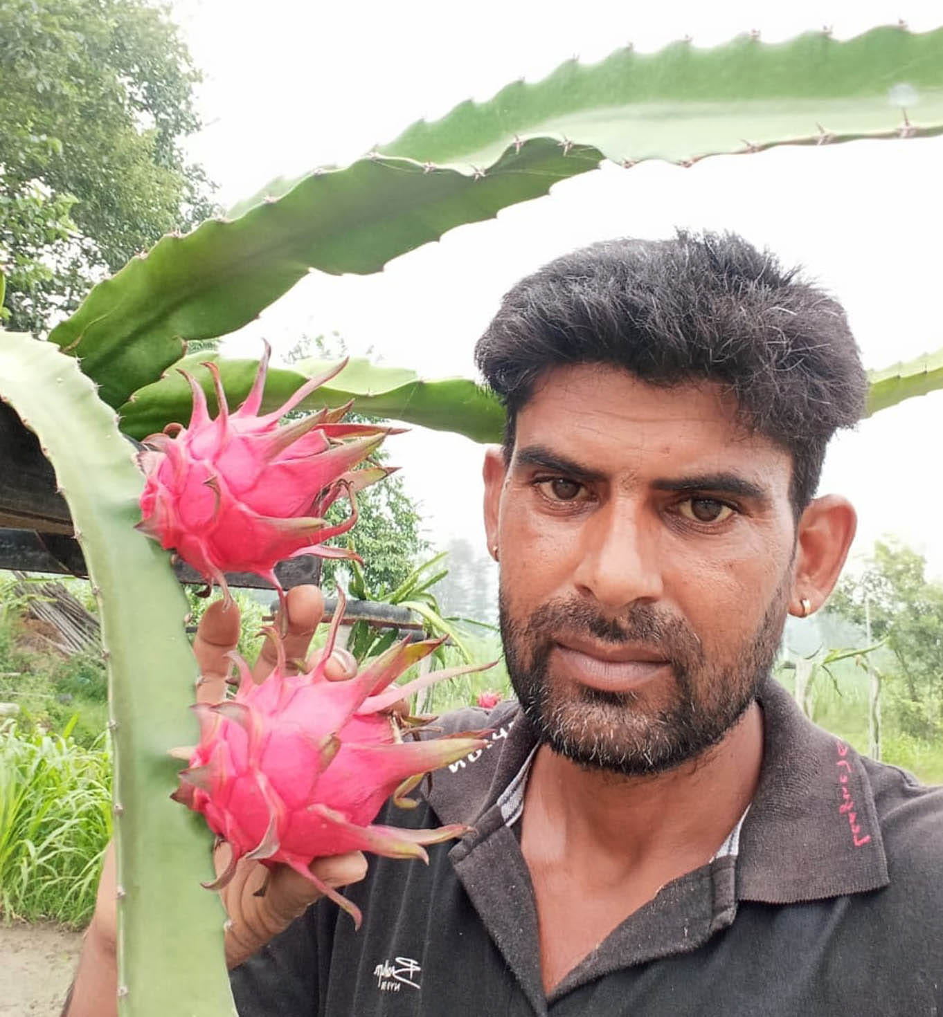 चरथावल गुनियाजुड्डी के चरण सिंह खेत में ड्रैगन फल दिखाते हुए चरथावल गुनियाजुड्डी के चरण सिंह खेत में ड्रैगन फल दिखाते हुए