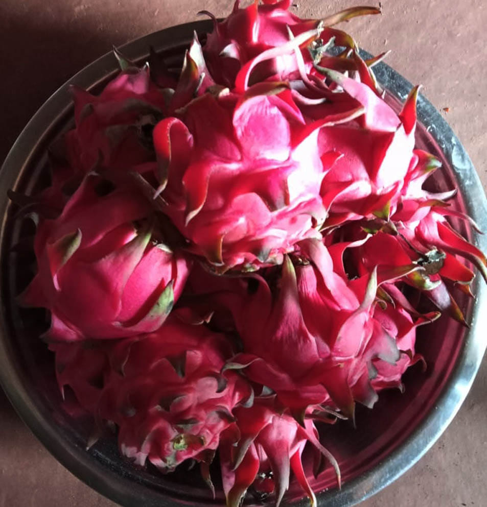 चरथावल के गुनियाजुड्डी में उत्पादित ड्रैगन फल चरथावल के गुनियाजुड्डी में उत्पादित ड्रैगन फल
