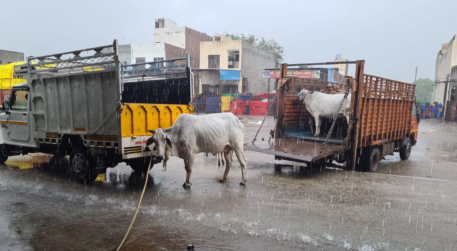 नई सब्जी मंडी से पकड़ी गईं दुधारू गाय। नई सब्जी मंडी से पकड़ी गईं दुधारू गाय।