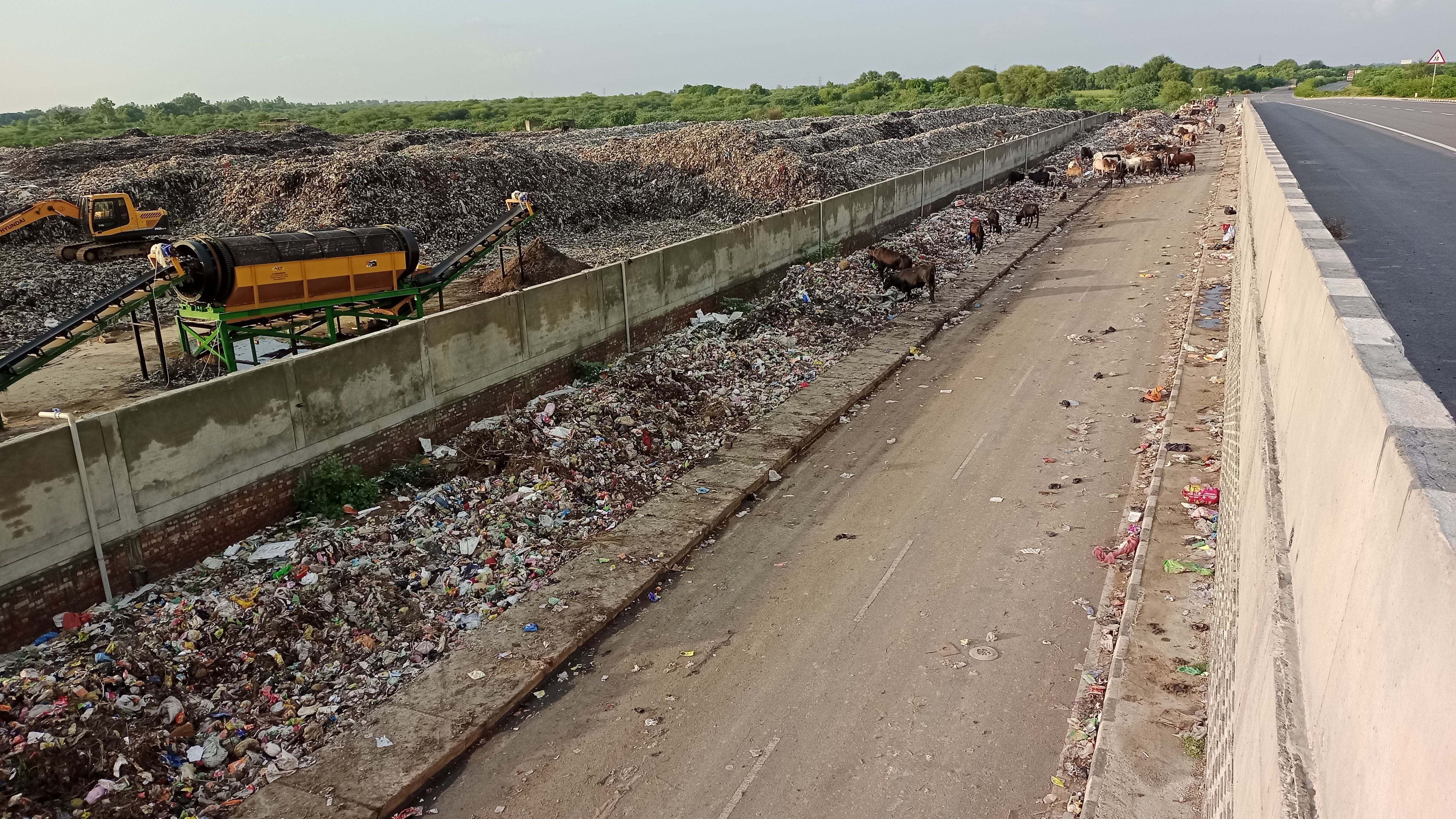 चंडीगढ़-सिरसा बाईपास के किनारे लगे कचरे के ढेर व उसमें मुंह मारते बेसहारा पशु। संवाद चंडीगढ़-सिरसा बाईपास के किनारे लगे कचरे के ढेर व उसमें मुंह मारते बेसहारा पशु। संवाद