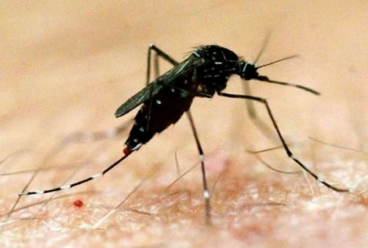 Malaria Demam Berdarah Meningkat Akibat Kelalaian Petugas