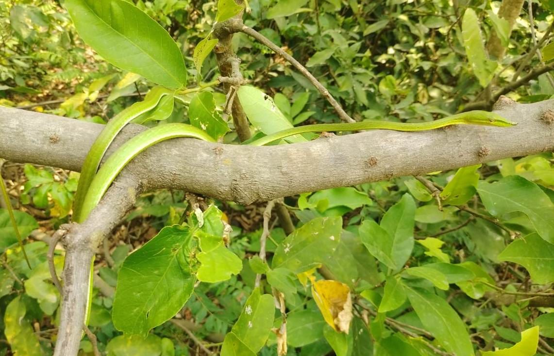 कालागढ़ के वनों में विचरण के दौरान पेड़ पर विचरण करता लता सर्प। कालागढ़ के वनों में विचरण के दौरान पेड़ पर विचरण करता लता सर्प।