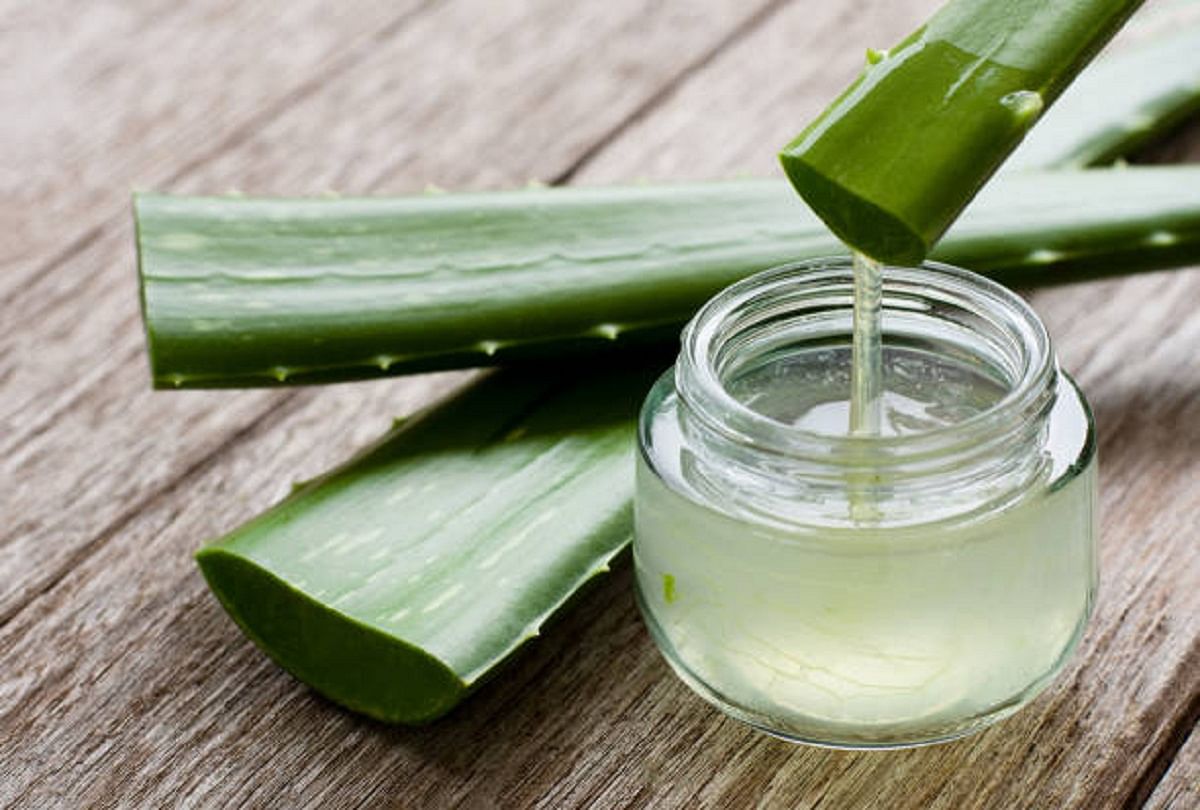 Health Benefits Of Aloe Vera Juice, All You Need To Know - आज का हेल्थ  टिप्स: डायबिटीज हो या त्वचा संबंधी समस्या, एलोवेरा जूस का सेवन है बेहद  फायदेमंद - Amar Ujala