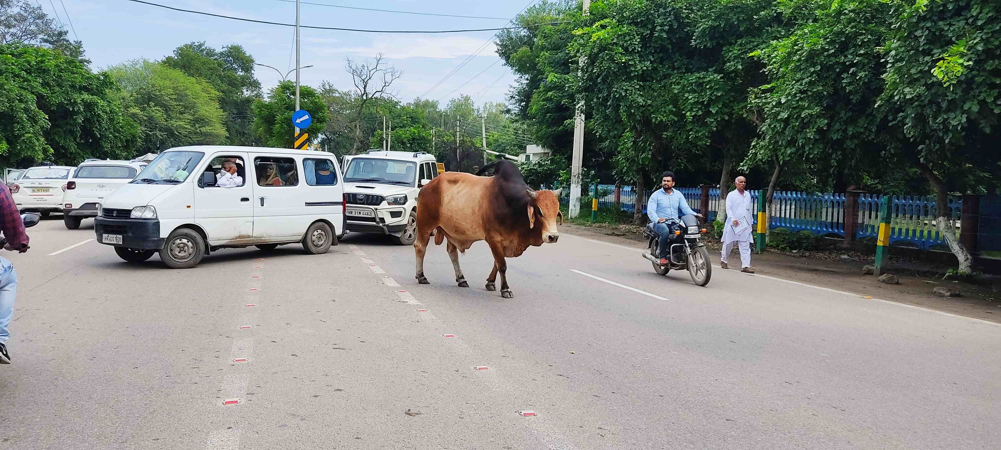  गोहाना रोड पर टहल रहा गोवंश। संवाद