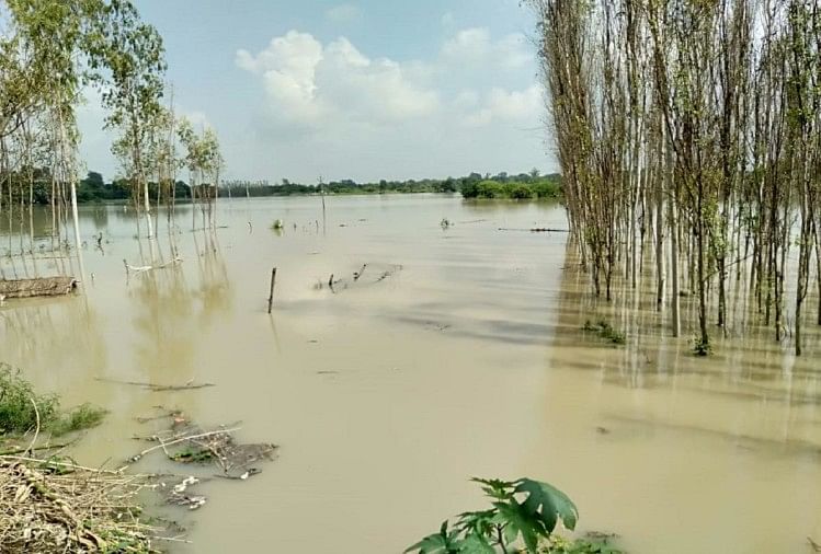प्रतापगढ़ में बाढ़ के चलते जलमग्न हो गई है फसल।