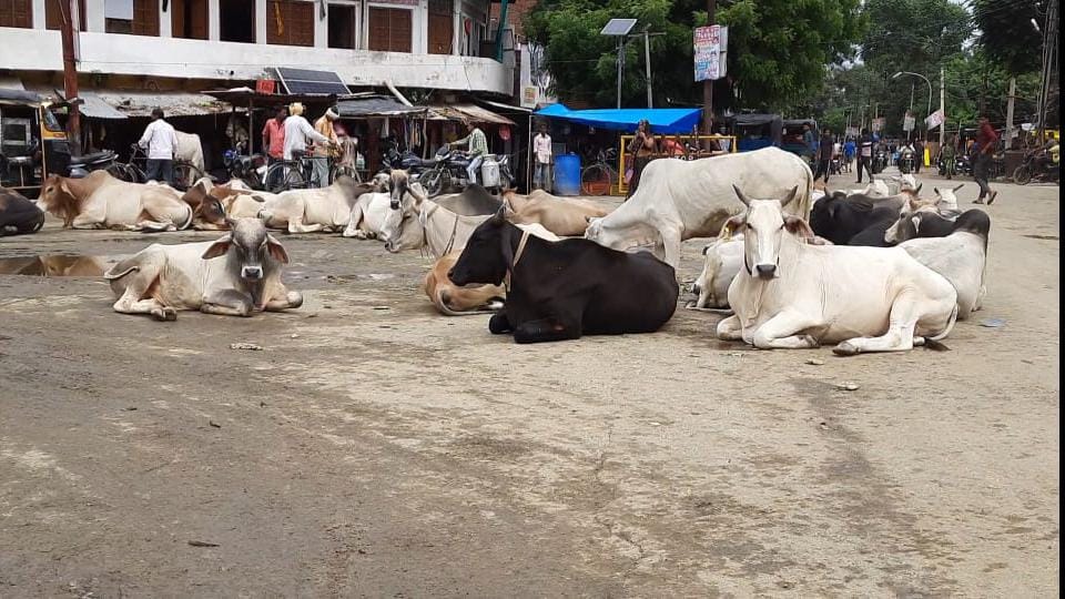चकरनगर चौराहे पर बैठे आवारा गोवंश